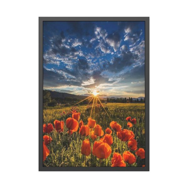 Sunset in Field With Red Wild Flowers Framed Poster