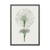 93830-52.jpg Hand Drawn White Blood Lily Framed Poster