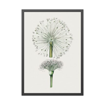 Hand Drawn White Blood Lily Framed Poster