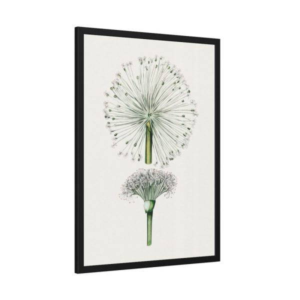 93830-53.jpg Hand Drawn White Blood Lily Framed Poster