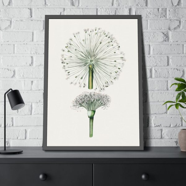 93830-55.jpg Hand Drawn White Blood Lily Framed Poster