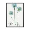 93830-56.jpg Blue Leek from Edwards’s Botanical Register Framed Poster