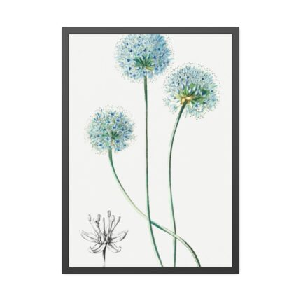 Blue Leek from Edwards’s Botanical Register Framed Poster
