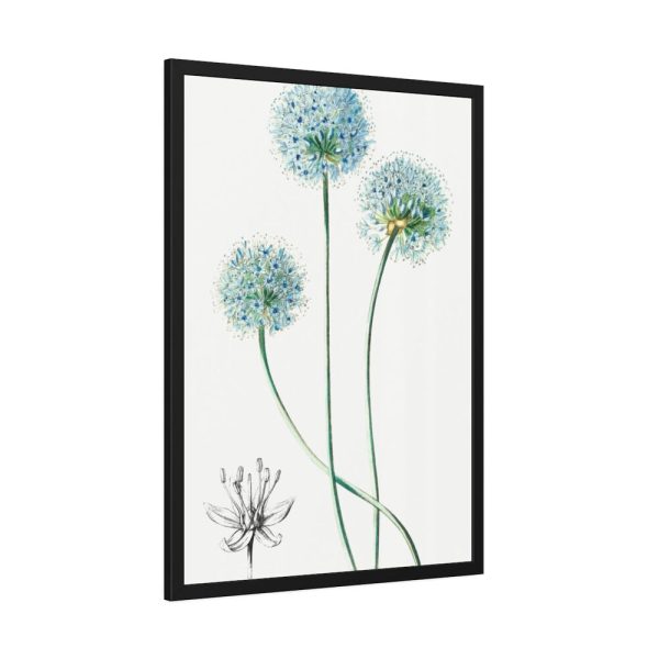 93830-57.jpg Blue Leek from Edwards’s Botanical Register Framed Poster