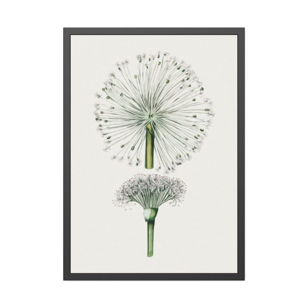 93831-56.jpg Hand Drawn White Blood Lily Framed Poster