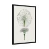 93831-57.jpg Hand Drawn White Blood Lily Framed Poster