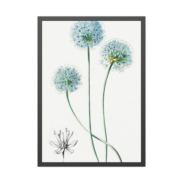 93831-60.jpg Blue Leek from Edwards’s Botanical Register Framed Poster