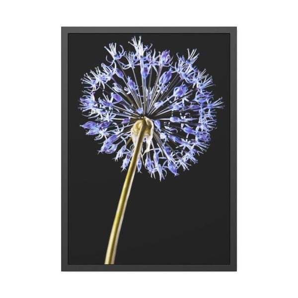 93831-64.jpg Dandelion on Black Framed Poster