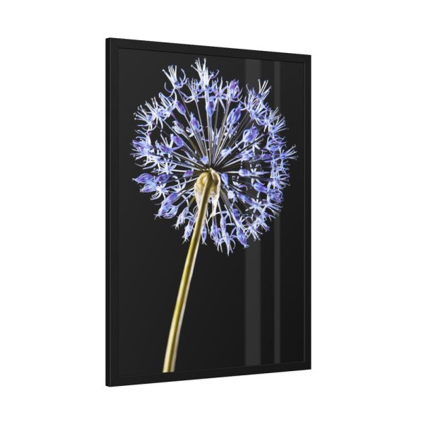 93831-65.jpg Dandelion on Black Framed Poster