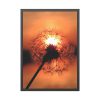 93831-68.jpg Dandelion in Sunset Framed Poster