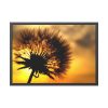 93854-112.jpg Dandelion and Sunset Framed Poster