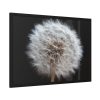 93854-137.jpg Closeup of Dandelion II Framed Poster