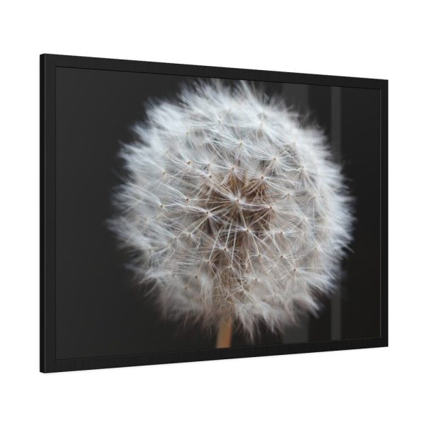 93854-137.jpg Closeup of Dandelion II Framed Poster