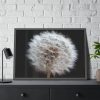 93854-139.jpg Closeup of Dandelion II Framed Poster
