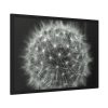 Dandelion Light Effect Framed Poster