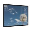 93855-109.jpg Dandelion and Blue Sky Framed Poster