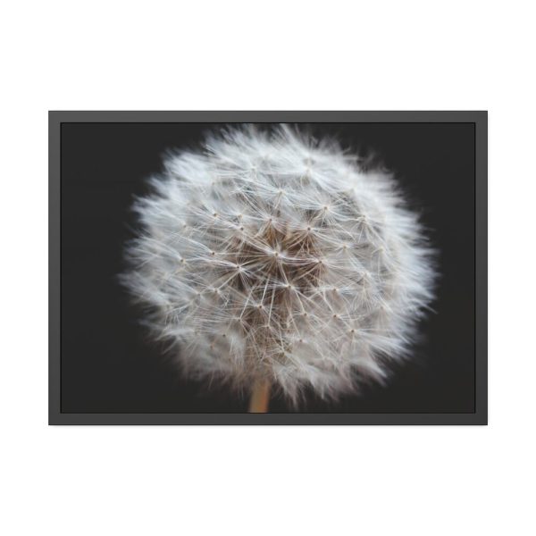 93855-136.jpg Closeup of Dandelion II Framed Poster