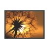 93855-140.jpg Closeup Dandelion Framed Poster