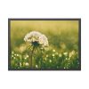 93855-184.jpg Dandelion in Dewey Grassy Area Framed Poster