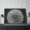 Dandelion Light Effect Framed Poster