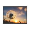 93855-244.jpg Dandelion in Golden Hour Framed Poster