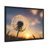 93855-245.jpg Dandelion in Golden Hour Framed Poster