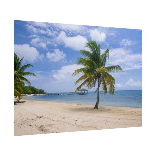 Coast With Palm Tree Poster
