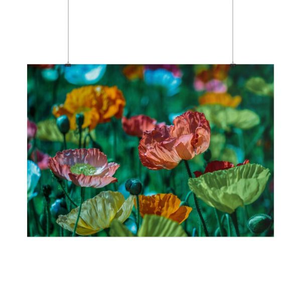 101875-426.jpg Colorful Blooming Poppies Poster