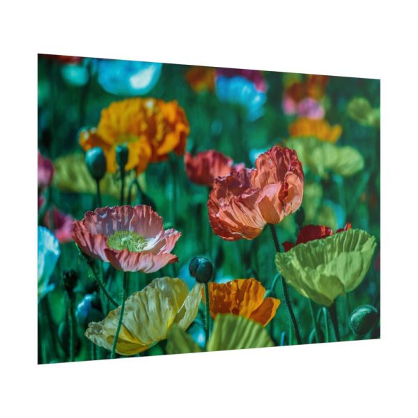 101875-427.jpg Colorful Blooming Poppies Poster