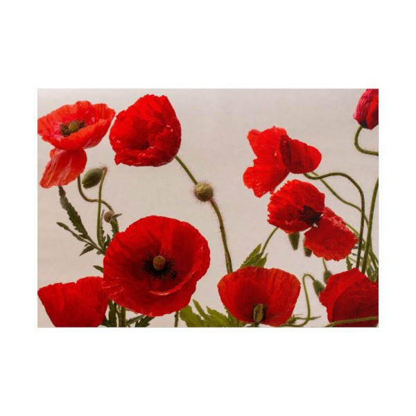 101875-435.jpg Red Poppy Poster