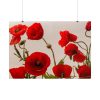 101875-436.jpg Red Poppy Poster