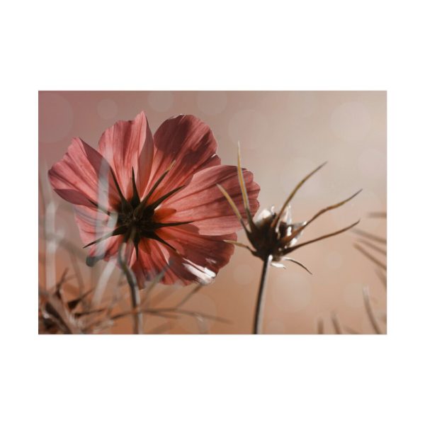 101875-455.jpg Pink Cosmos II Poster