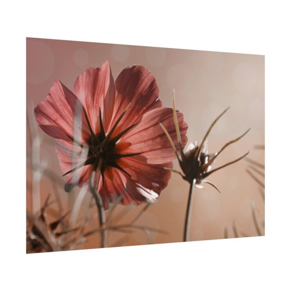 101875-457.jpg Pink Cosmos II Poster