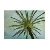 101875-505.jpg Vintage Palm Tree Canopy And Sky Poster