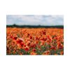 101875-565.jpg Beautiful Red Field Poster