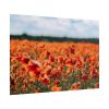 101875-567.jpg Beautiful Red Field Poster