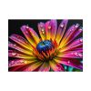 101875-675.jpg Spanish Daisy Poster