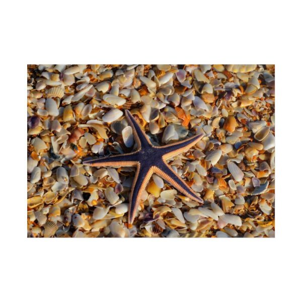 Starfish And Shells Poster
