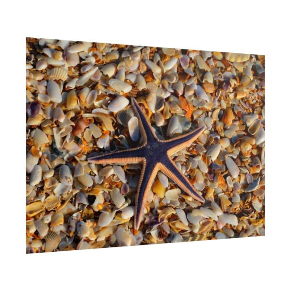 Starfish And Shells Poster
