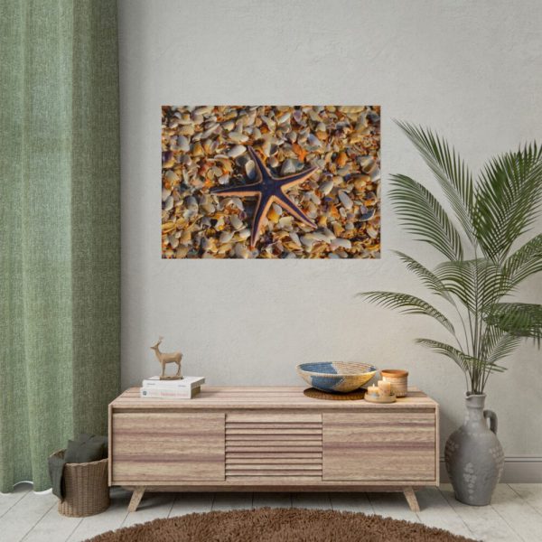 Starfish And Shells Poster