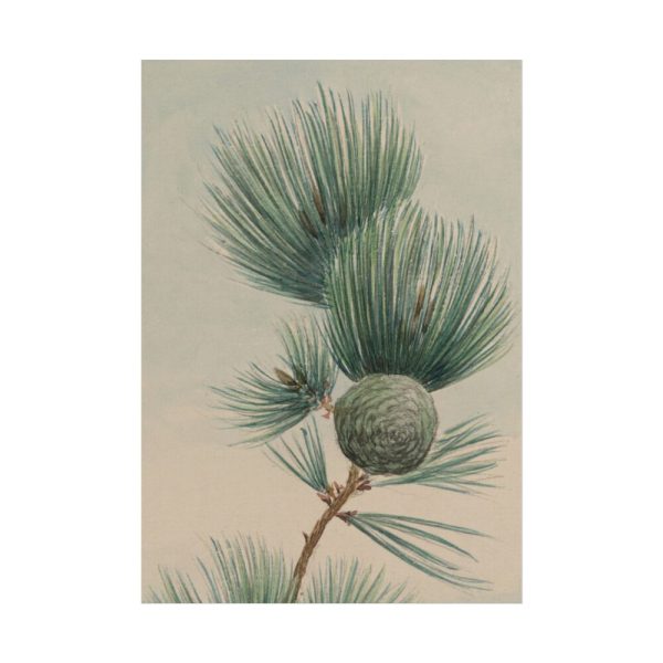101894-120.jpg Wild Plant Poster