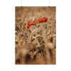 101894-151.jpg Poppy in Cornfield Poster