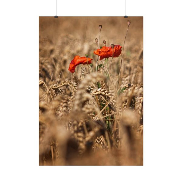 101894-151.jpg Poppy in Cornfield Poster