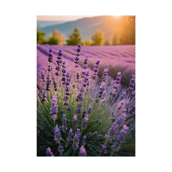 Lavender Flowers Field Poster