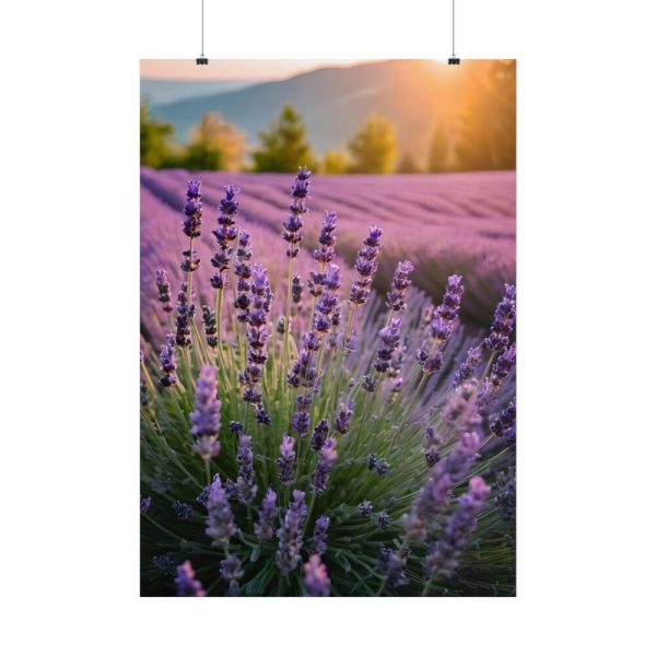 Lavender Flowers Field Poster