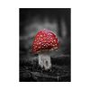 Amanita Muscaria Poster