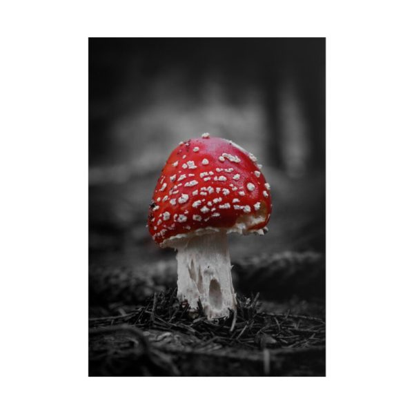 Amanita Muscaria Poster