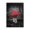 Amanita Muscaria Poster