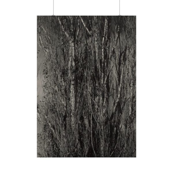 101894-36.jpg Dying Poplar and Live Branch Poster