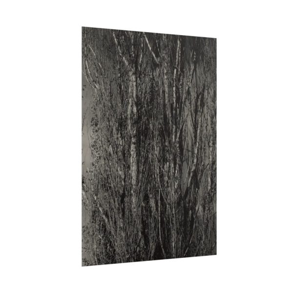 101894-37.jpg Dying Poplar and Live Branch Poster